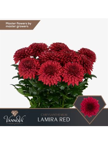 CHR G LAMIRA RED