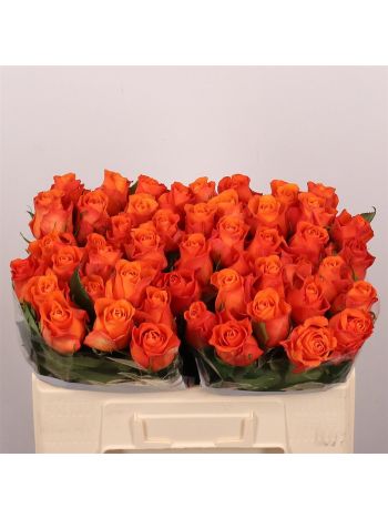 R GR5 ORANGE WAVE