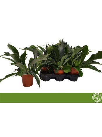 PLATYC BIFURCATUM