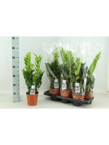 ZAMIOCULCAS ZAMIIFOL