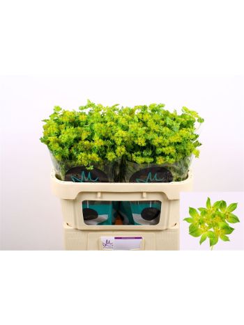 BUPLEURUM ROTUNDIFOL