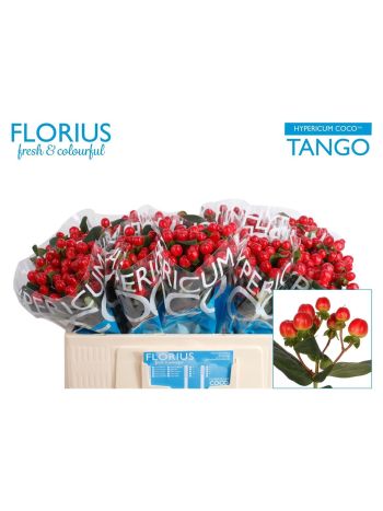 HYP  COCO TANGO 50CM