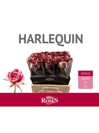 R GR HARLEQUIN 60CM