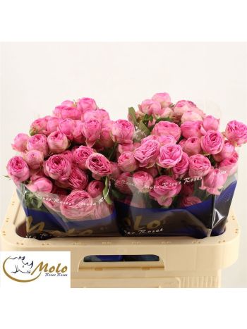 R TR GISELLE! 60CM
