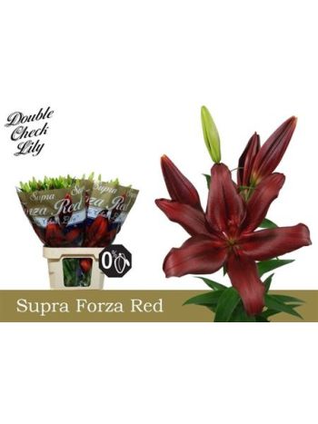 LI LA FORZA RED