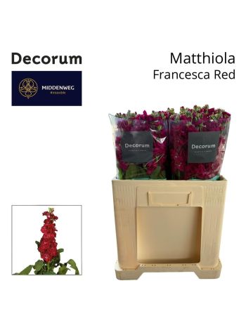 MATTH FRANCESCA