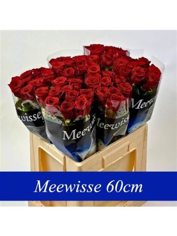 R GR RED NAOMI! 60CM
