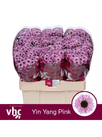 CHR SAN YIN YANG PINK