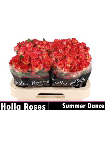 R TR SUMMER DANCE 60CM