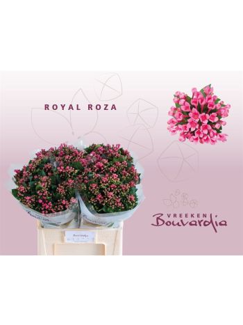 BOU EN ROY ROZA