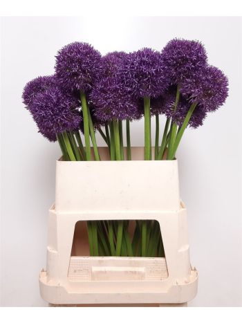 ALLIUM GROOTBLOEMIG