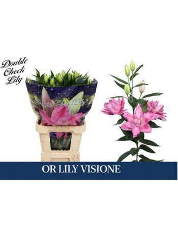 LI OR DU VISIONE