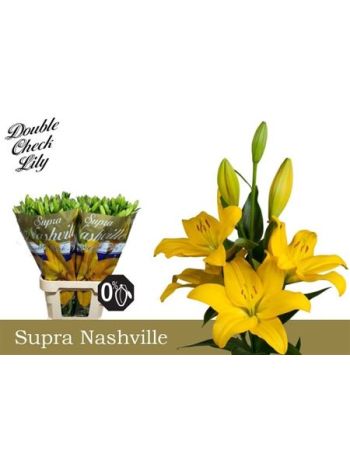 LI LA NASHVILLE