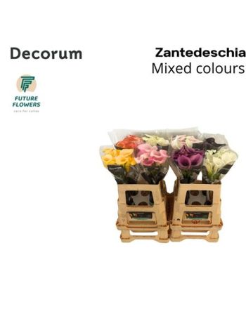 ZANT GEM IN FUST 60CM