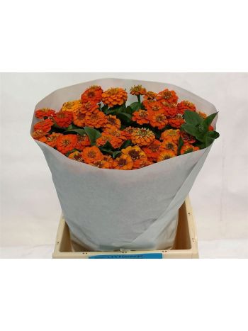 ZINNIA LILL ORANGE