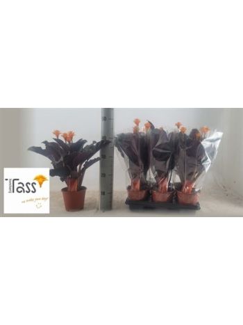 CALAT CROCATA AKCIO