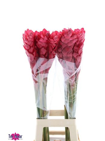 ALPINIA PURPURATA
