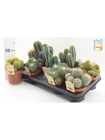 CACTUS GEM *9