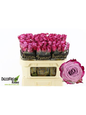 R GR DEEP PURPLE 70CM