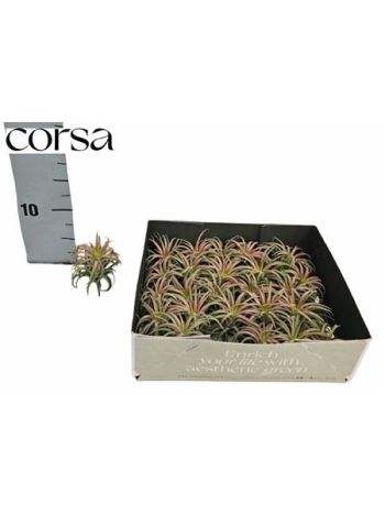 TILL AIRPLANT