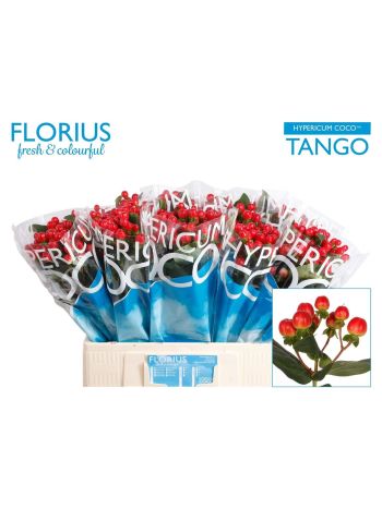 HYP COCO TANGO 60CM