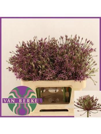 ALLIUM SPIDER