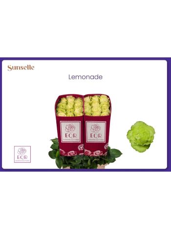 R GR EQ LEMONADE 60CM