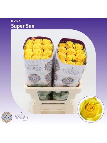 R EC6 SUPER SUN
