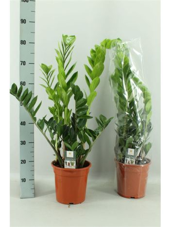 ZAMIOCULCAS ZAMIIFOL