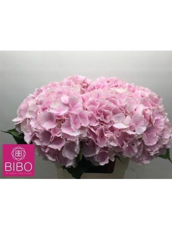 HYDR M VERENA 60CM