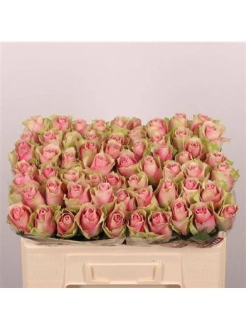 R GR5 BELLE ROSE