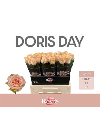 R GR DORIS DAY 60CM