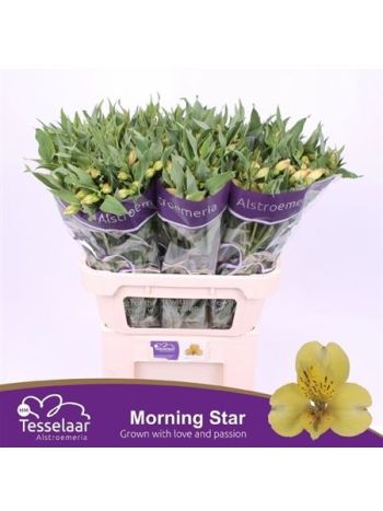 ALSTR MORNING STAR
