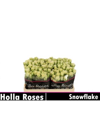 R TR5 SNOWFLAKE
