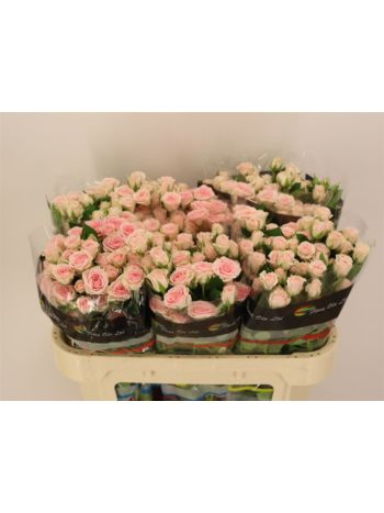 R TR SEVERINA 70CM