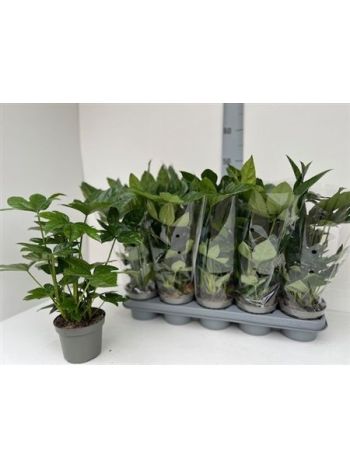 FATSIA OV