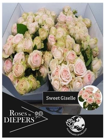 R TR SWEET GISELLE! 60CM
