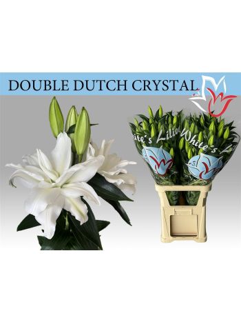 LI OR DU DD CRYSTAL