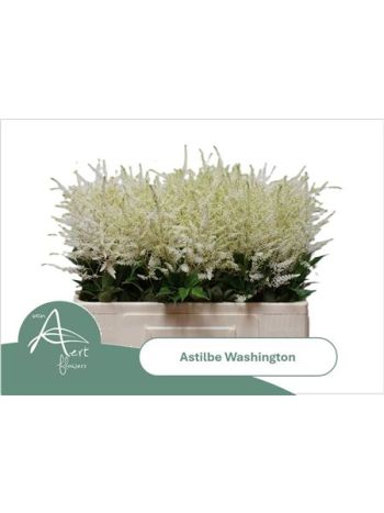 ASTIL JA WHASINGTHON