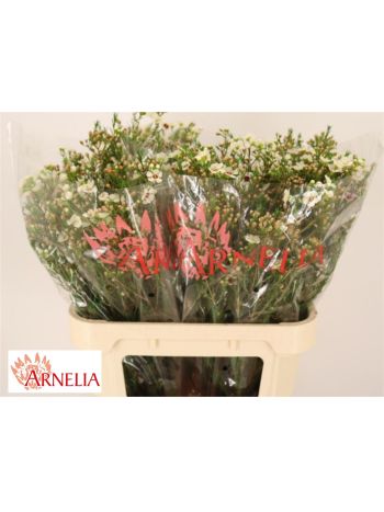 CHAME JANELLE 80CM