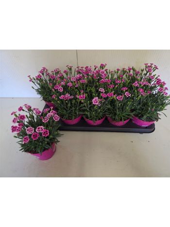 DIANTHUS PINK KISSES