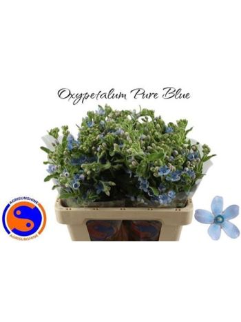 OXYPETAL TAN PUR BLU