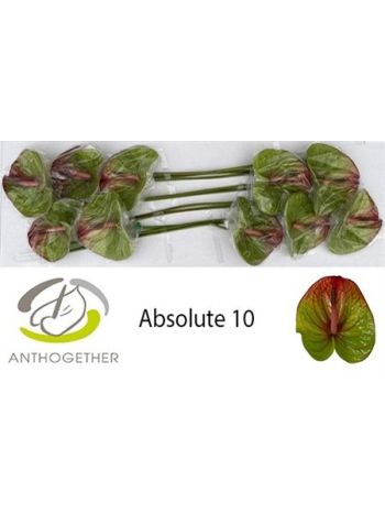 ANTH A ABSOLUTE *10