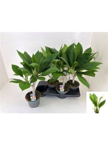 PLUMERIA HAW GEM