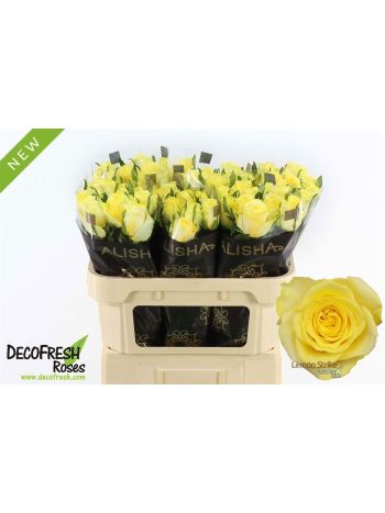 R GR LEMON STRIKE 70CM