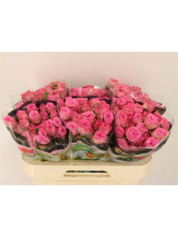 R TR PAULETTE! 60CM