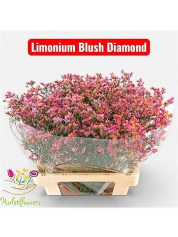 LIM SIN BLUSH DIA 65CM