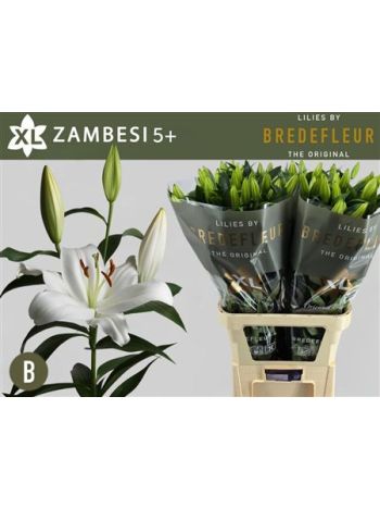 LI OT ZAMBESI