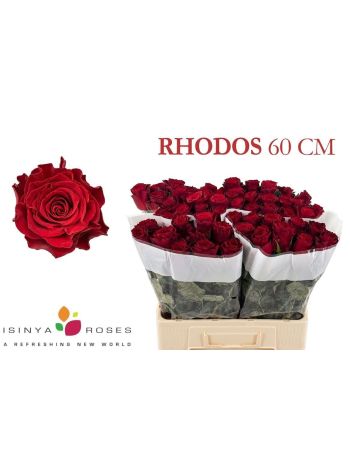 R GR RHODOS 60CM