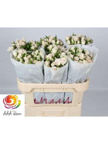 R TR ROYAL PORCELINA 70CM